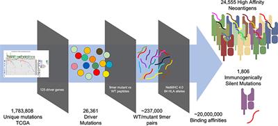 Immunogenicity and Immune Silence in Human Cancer